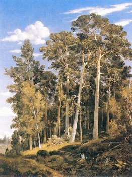 pineta pineta
