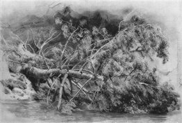 Albero caduto. Siverskaya Albero caduto. Siverskaya