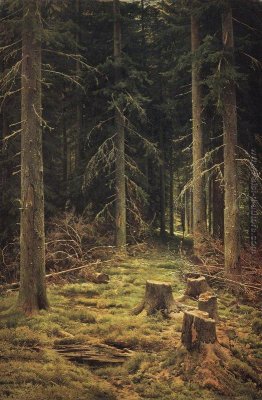 Foresta di conifere Foresta di conifere