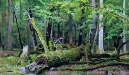 Ridurre quercia nella foresta Bialowiezka Ridurre quercia nella foresta Bialowiezka