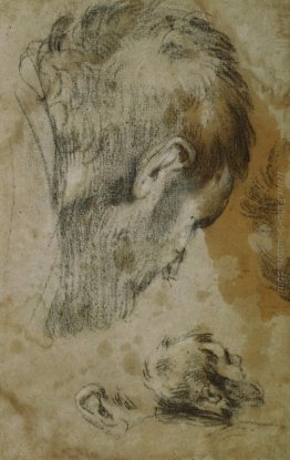 Due studi della testa di un uomo barbuto Due studi della testa di un uomo barbuto