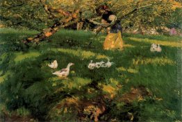 Herding Oche nel Asturie Herding Oche nel Asturie