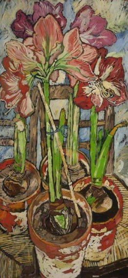 Quattro Amaryllis in Pots Quattro Amaryllis in Pots