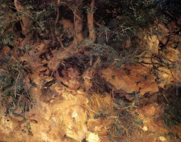 Valdemosa, Maiorca Cardi e Erbe su una collina Valdemosa, Maiorca Cardi e Erbe su una collina