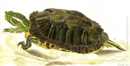 Pittura di Trachemys scripta elegans (Wied) Pittura di Trachemys scripta elegans (Wied)
