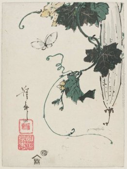 Farfalla e zucca Farfalla e zucca