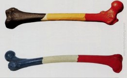 FEMORE d'homme belge & fémur de la femme francaise FEMORE d'homme belge & fémur de la femme francaise