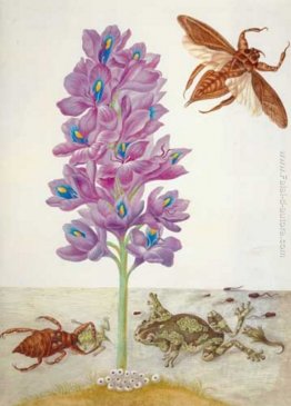 Wasserskorpion, Fr?sche, Kaulquappen und Wasserhyazinthe Wasserskorpion, Fr?sche, Kaulquappen und Wasserhyazinthe
