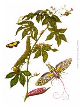 Piatto che mostra le fasi della cocytius antaeus, dalle Metamorf Piatto che mostra le fasi della cocytius antaeus, dalle Metamorf