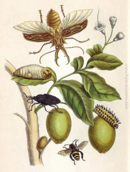 dalle Metamorfosi Insectorum Surinamensium, Piatto XLVIII dalle Metamorfosi Insectorum Surinamensium, Piatto XLVIII