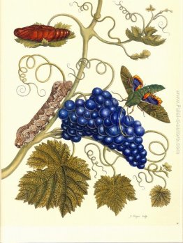 Piatto di una falena (Eumorpha labruscae), che si nutre di uva ( Piatto di una falena (Eumorpha labruscae), che si nutre di uva (