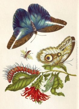 Metamorfosi Insectorum Surinamensium Metamorfosi Insectorum Surinamensium