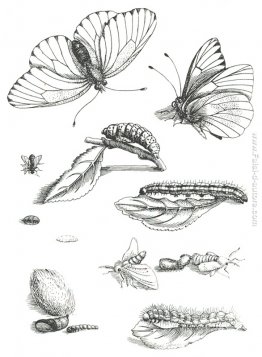 LXXXV Piatto, da Erucarum Ortus Alimentum et Paradoxa Metamorpho LXXXV Piatto, da Erucarum Ortus Alimentum et Paradoxa Metamorpho