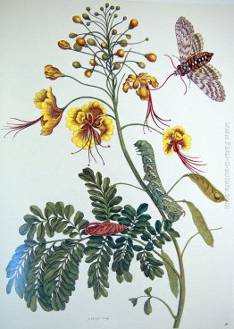 dalle Metamorfosi Insectorum Surinamensium, Piatto XLV dalle Metamorfosi Insectorum Surinamensium, Piatto XLV