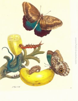 Piastra # 23- Musa paradisiaca, Caligo Teucro e Cnemidophorus le Piastra # 23- Musa paradisiaca, Caligo Teucro e Cnemidophorus le