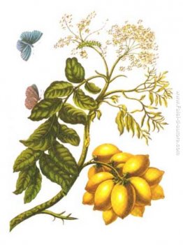 dalle Metamorfosi Insectorum Surinamensium, Piatto XIII. (Spondi dalle Metamorfosi Insectorum Surinamensium, Piatto XIII. (Spondi