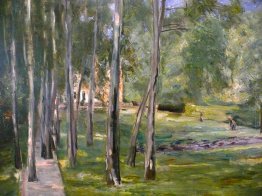 Birch crescere Birch crescere