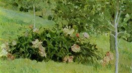 Peonie Peonie