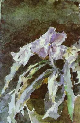 Orchidea Orchidea