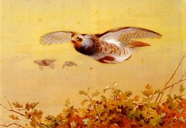 Inglese Pernice in Volo Inglese Pernice in Volo