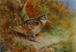 Un Woodcock Un Woodcock