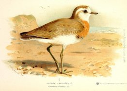 Caspian Plover Caspian Plover