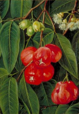 Fiori e frutta del Jamboa Boll, Java Fiori e frutta del Jamboa Boll, Java