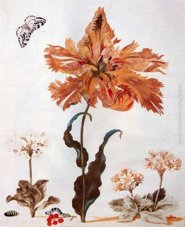 Un Tulipano pappagallo, Auriculas, e Ribes Rosso, con una gazza Un Tulipano pappagallo, Auriculas, e Ribes Rosso, con una gazza