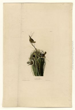 Piatto 100 Marsh Wren Piatto 100 Marsh Wren