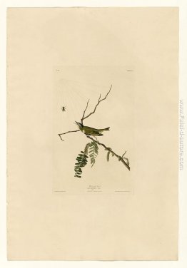 Piastra 150 dagli occhi rossi Vireo Piastra 150 dagli occhi rossi Vireo