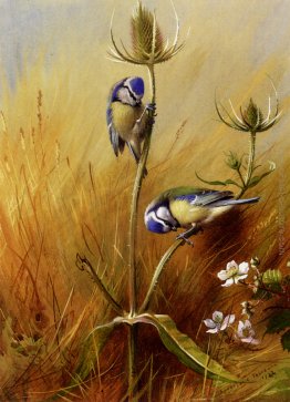 Bluetits On A Teasel Bluetits On A Teasel