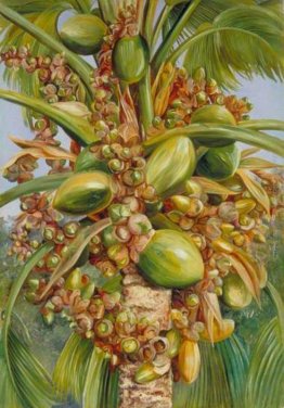 Femminile Coco de Mer portare frutto coperto con piccole lucerto Femminile Coco de Mer portare frutto coperto con piccole lucerto