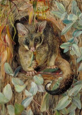 Possum su un albero della gomma Possum su un albero della gomma