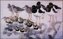 Water Reflections Water Reflections