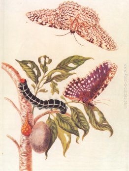 Metamorfosi di una farfalla Metamorfosi di una farfalla