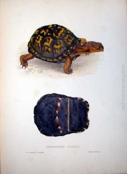 Terrapene clausa Terrapene clausa