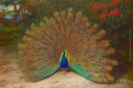 Peacock e Peacock Butterfly Peacock e Peacock Butterfly