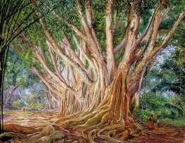 Viale di Indian gomma Alberi a Peradeniya, Ceylon Viale di Indian gomma Alberi a Peradeniya, Ceylon