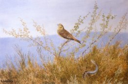 Ormen Risler Sotto Lying Ormen Risler Sotto Lying