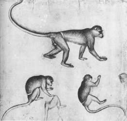 Apes Apes