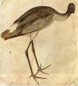 Cicogna Cicogna