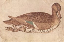 Anatra Anatra