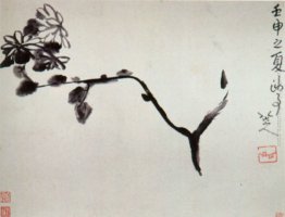 Chrysantheme Chrysantheme