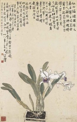 Cattleya Cattleya