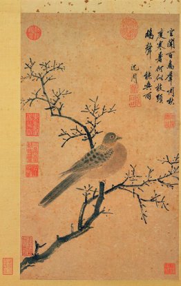 Turtledove Richiesta di pioggia Turtledove Richiesta di pioggia