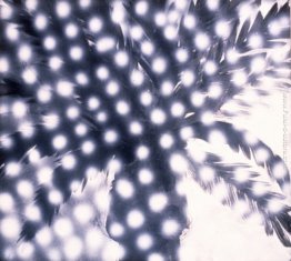 Polvere di stelle Polvere di stelle