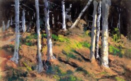 Dove gli alberi stanno morendo Dove gli alberi stanno morendo