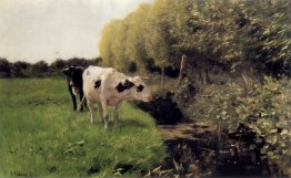 Koeien aan een sloot Koeien aan een sloot