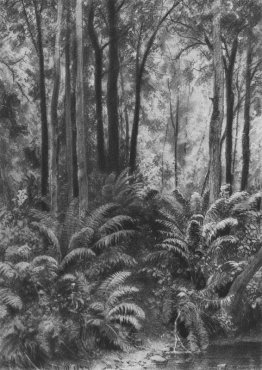 Felci nella foresta Felci nella foresta