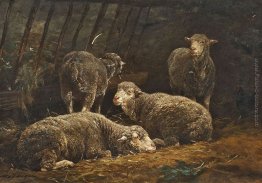 Schafe im Stall Schafe im Stall